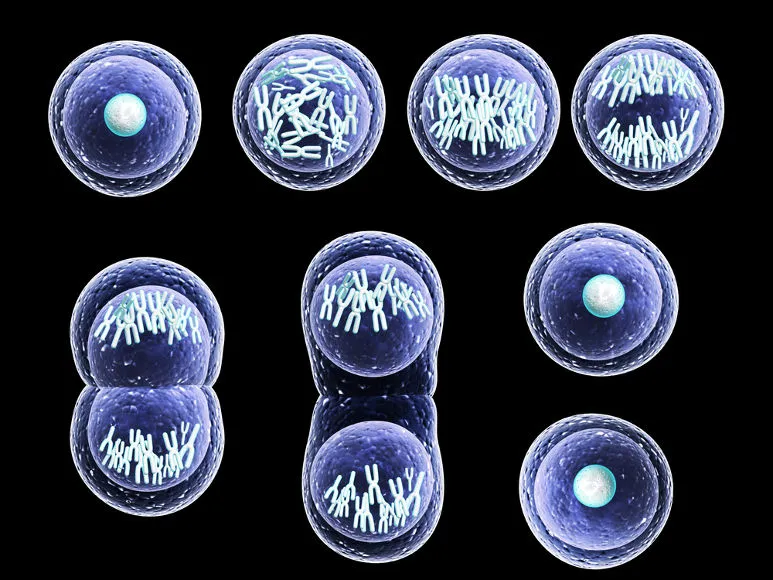 Diferença entre mitose e meiose