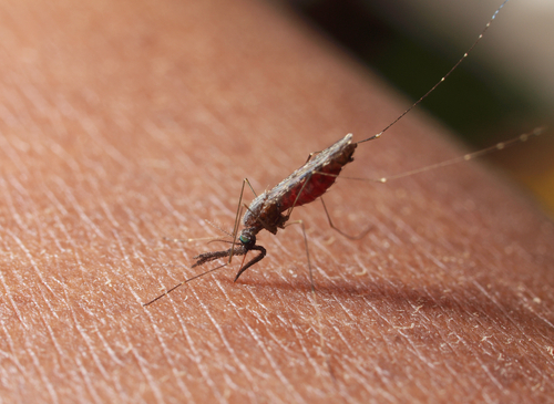 Anopheles A malária é uma protozoose grave transmitida pela picada de um mosquito